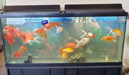 Heavily stocked Goldfish Aquarium