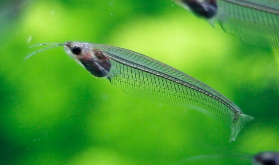 Image of a tropical fish Glass Catfish