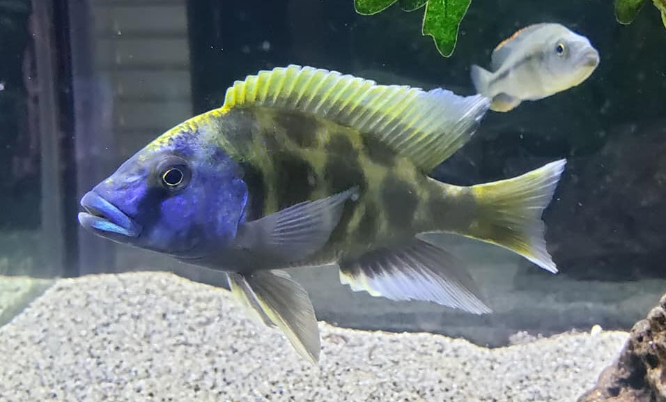 Nimbochromis Venustus, Giraffe cichlid