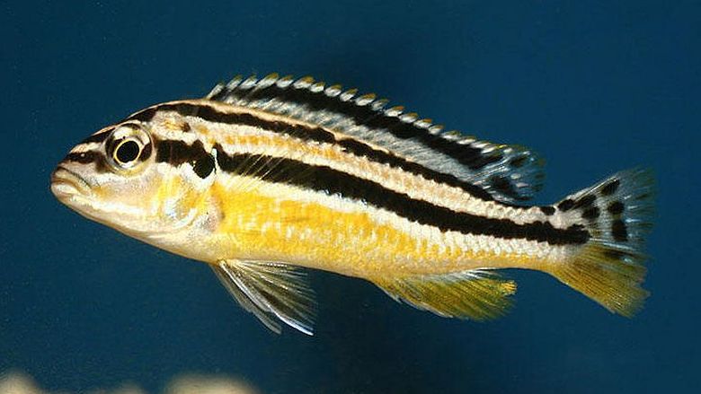 image of an aquarium fish Melanochromis auratus, female