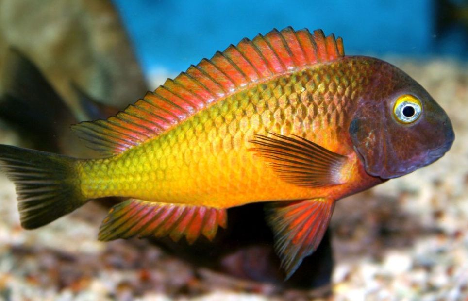 Aquarium Fish Tropheus Moori