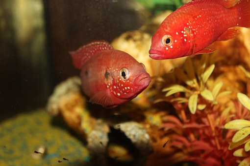 Aquarium Fish Jewel Cichlid