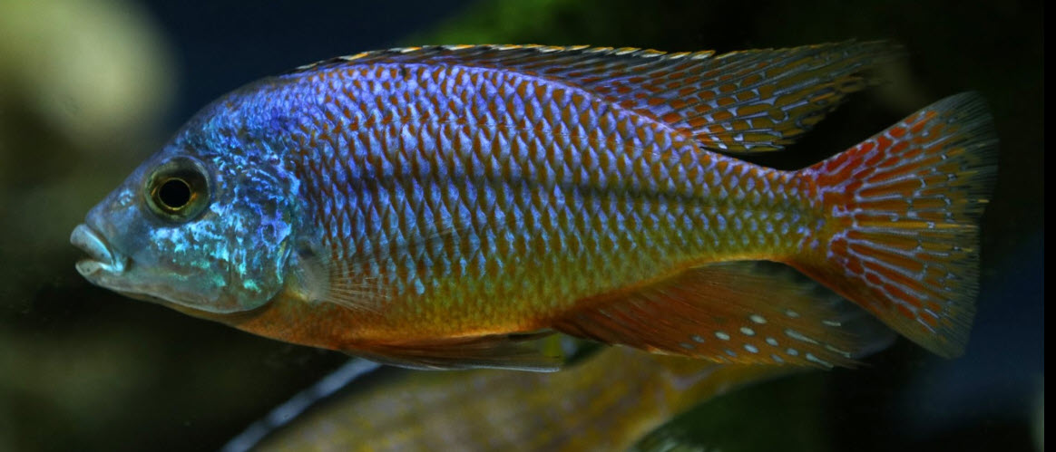 Aquarium Fish Protomelas taeniolatius Red Empress