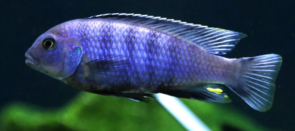 picture of aquarium fish Pseudotropheus tropheus
