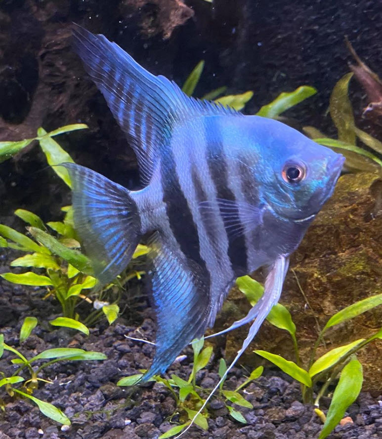 Pterophyllum scalare, blue Angelfish