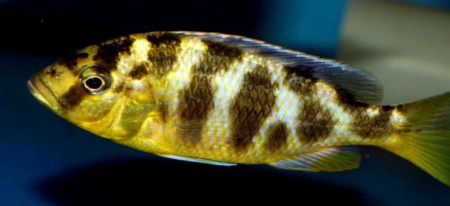 picture of an aquarium fish Nimbochromis Venustus