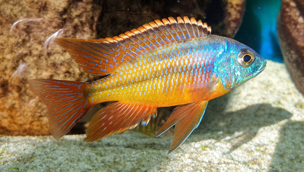 picture of an aquarium fish Protomelas Taeniolatus Red Boadzulu