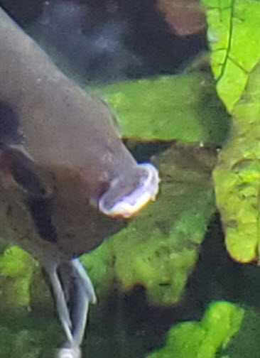 mouth rot on fish