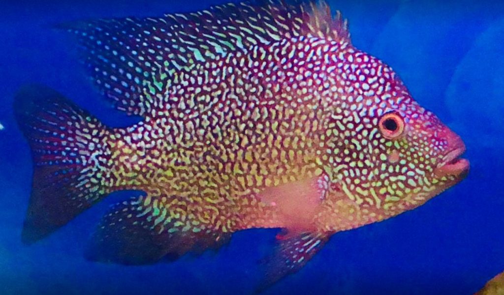 tropical fish image Herichthys cyanoguttatus, red texas cichlid