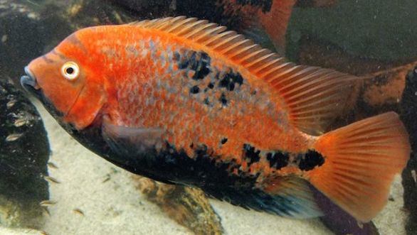 image of a tropical fish Vieja melanura, Redhead cichlid