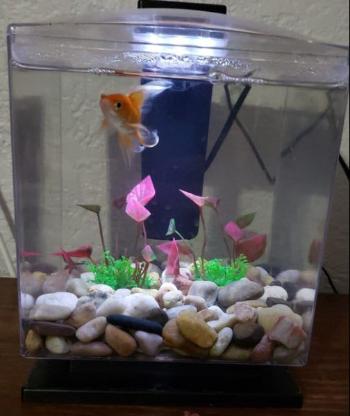 nano goldfish aquarium