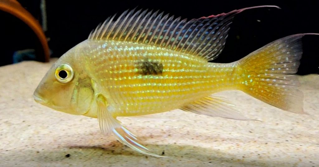 tropical fish image Geophagus camopiensis, Rio Aporema_