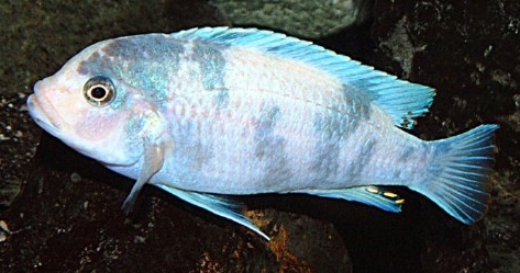 picture of an aquarium fish Maylandia estherae OB