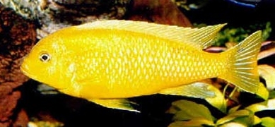 picture of an aquarium fish Maylandia lombardoi (kennyi) male