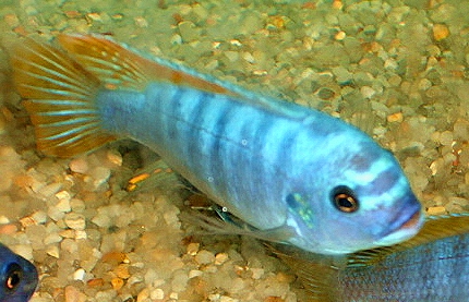 picture of an aquarium fish Maylandia mbenjii (Zebra red top mpanga)