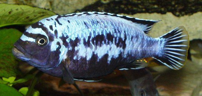 picture of an aquarium fish Maylandia msobo magunga
