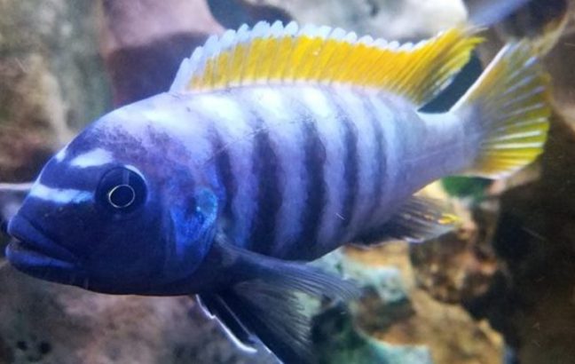 picture of an aquarium fish Maylandia Pyrsonotos Red Top Zebra (Nakatenga)