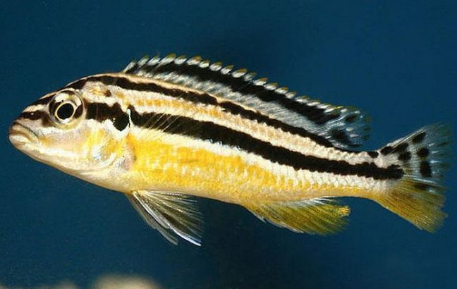 picture of an aquarium fish Melanochromis auratus female