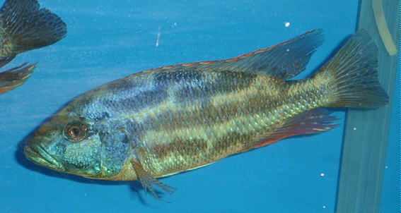 picture of an aquarium fish Nimbochromis polystigmata