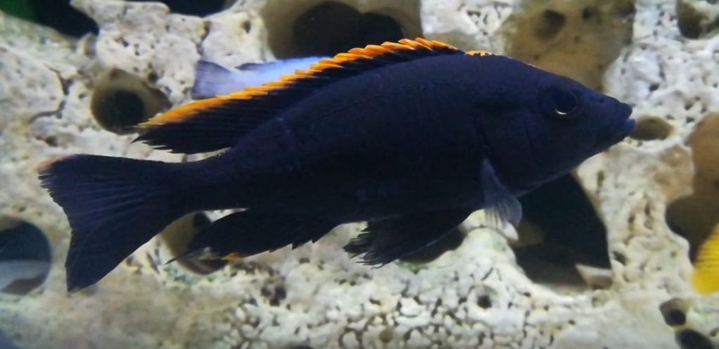 picture of an aquarium fish Otopharynx lithobates black orange