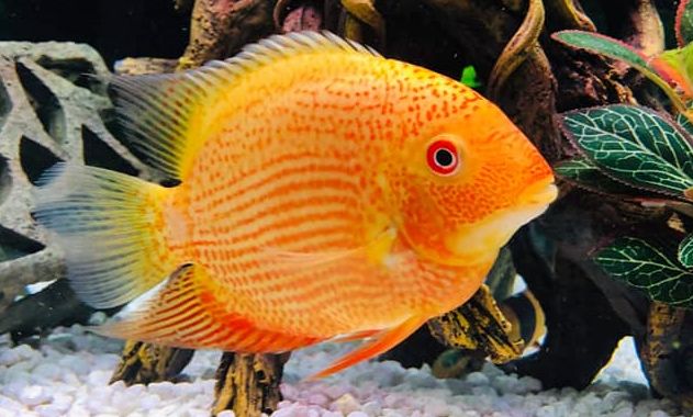 picture of tropical fish Heros severus, Red Spotted Severum