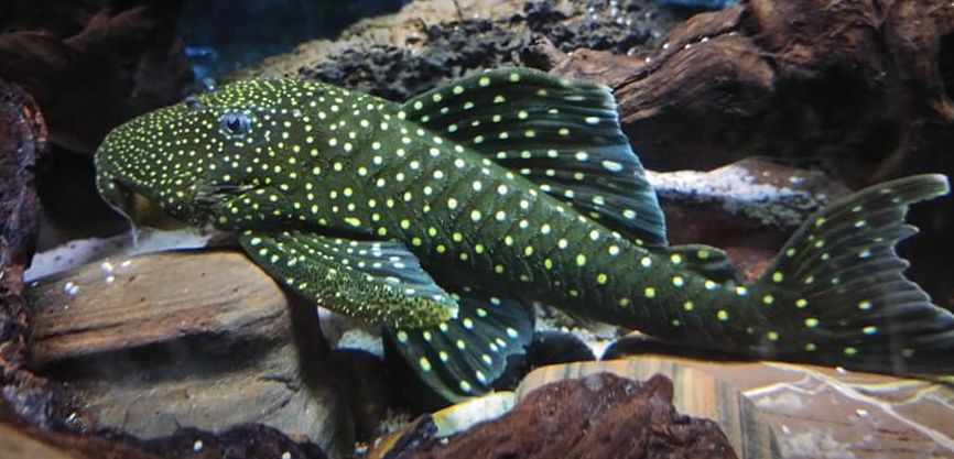picture of an aquarium fish plecostomas L128 Blue phantom full spot