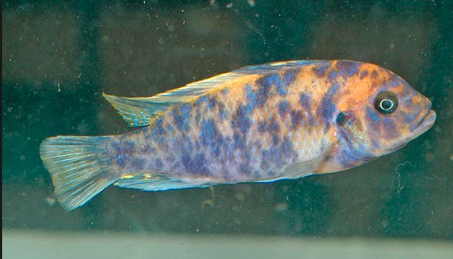 picture of an aquarium fish Maylandia estherae Zebra OB Morph