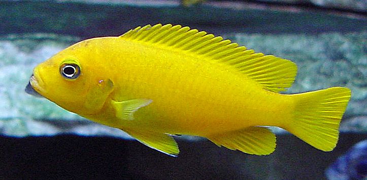 picture of an aquarium fish Maylandia msobo magunga