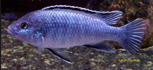 picture of an aquarium fish Melanochromis joanjohnsonae