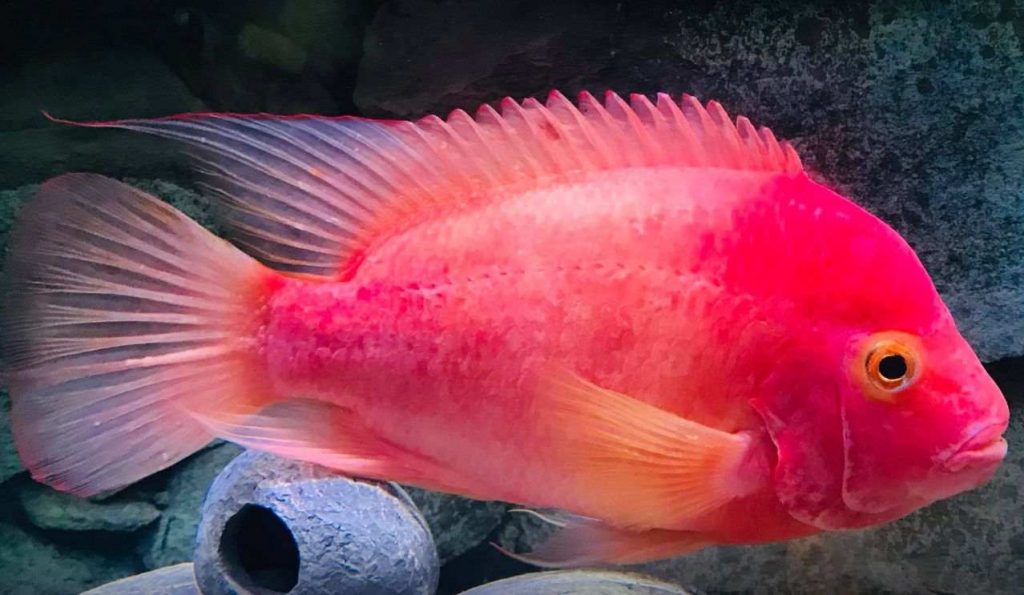 aquarium fish photo Amphilophus X Vieja Purple Rose Queen