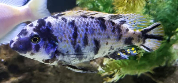 picture of an aquarium fish Labeotropheus fulleborni mcat