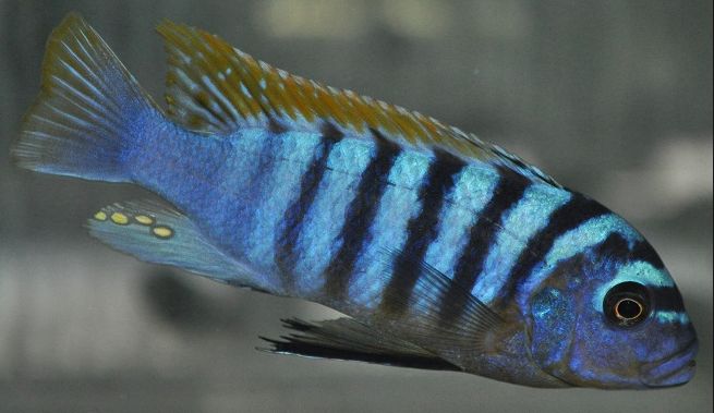 picture of an aquarium fish Maylandia fainzilberi