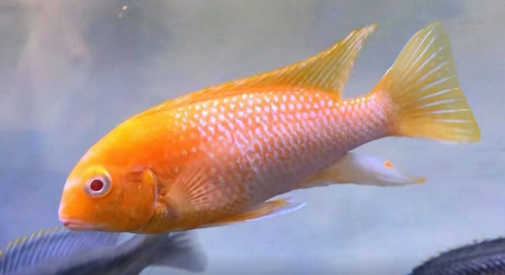 Picture of an aquarium fish Tropheops Macrophthalmus Albino