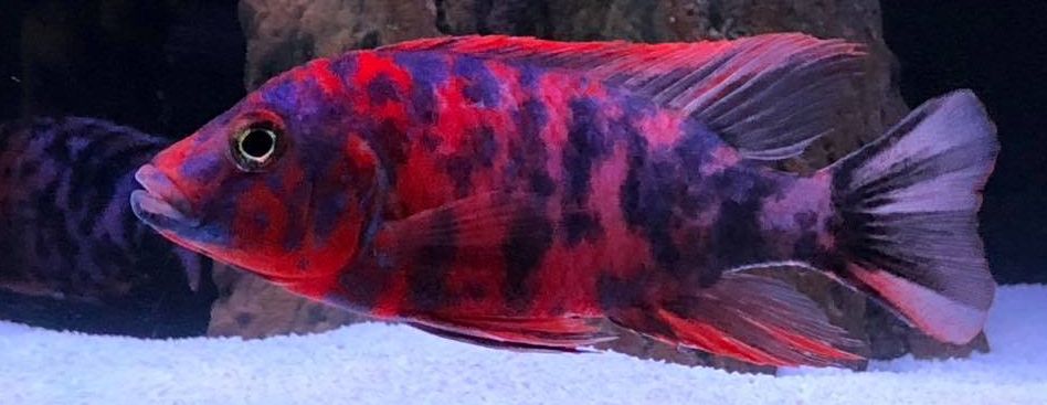 picture of an aquarium fish OB Peacock