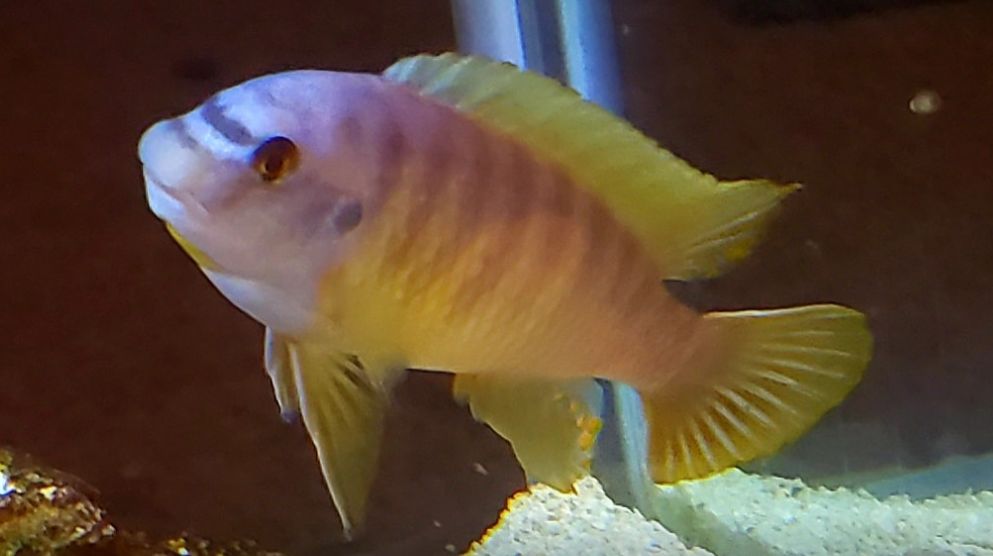 picture of an aquarium fish Labeotropheus fuelleborni
