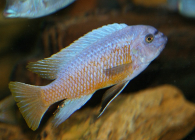 picture of an aquarium fish Labeotropheus fulleborni Nkhata