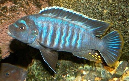 picture of an aquarium fish Maylandia msobo