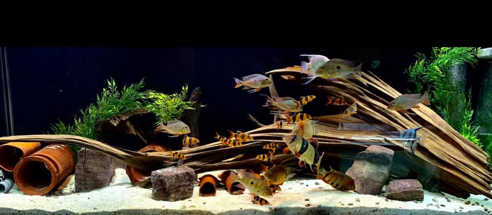 for Aquarium for Aquarium and other pets. 6 long & 1.5 thick by Kazen Aquatic Large Cholla Wood 