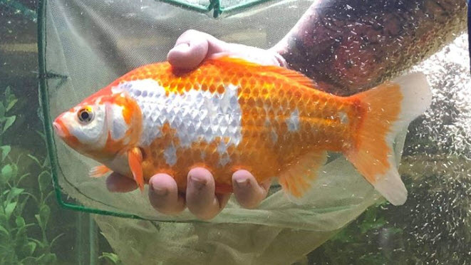 Very Large Goldfish