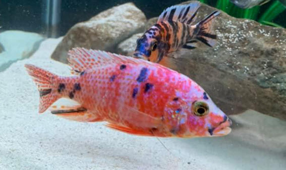 picture of an aquarium fish OB Peacock
