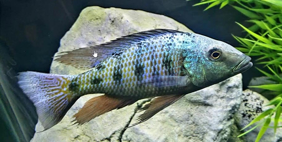 picture of an aquarium fish Fossochromis rostratus