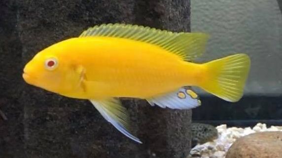 picture of an aquarium fish Labidochromis caerulus Yellow Albino