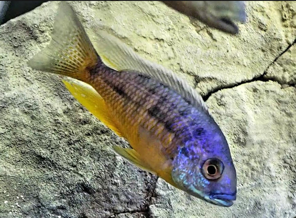 picture of an aquarium fish Protomelas Spilonotus