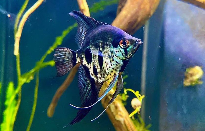 photo of an aquarium fish angelfish