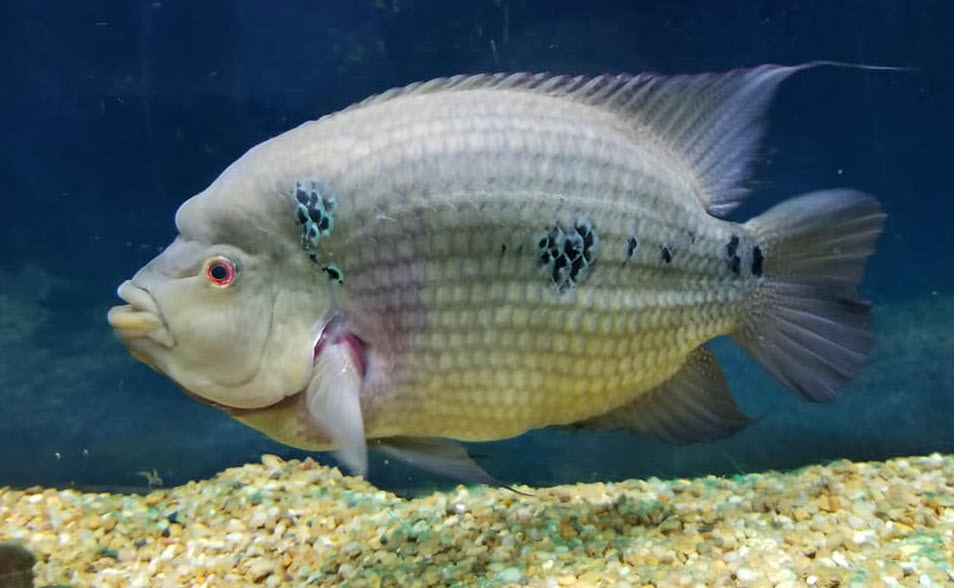 Image of an Aquarium fish Amphilophus Trimaculatus