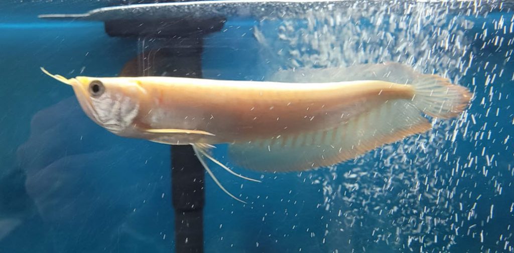 Image of an aquarium fish Arowana