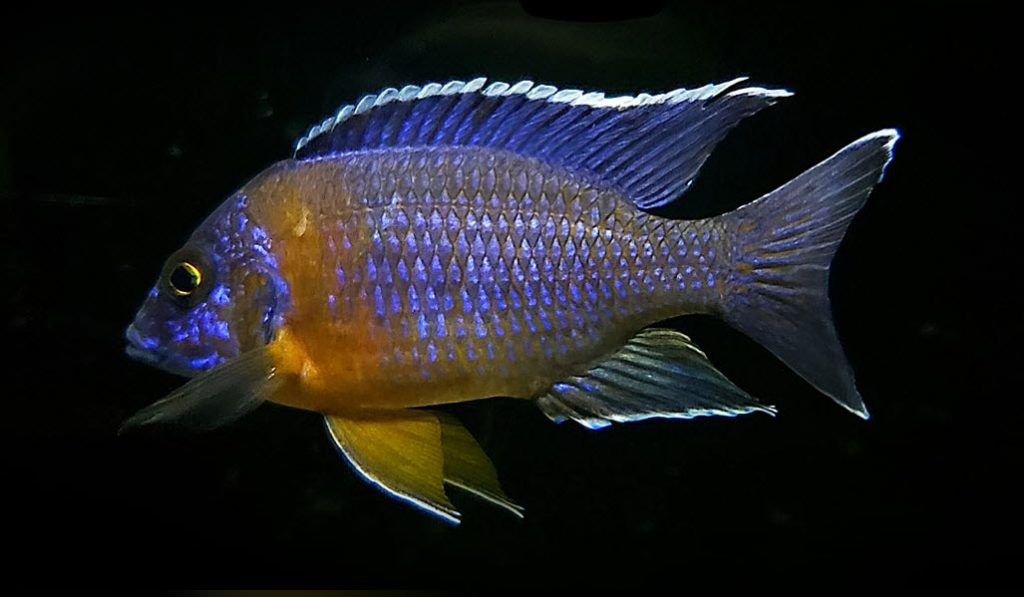 Image of an aquarium fish Auloncara sp. 'Stuartgranti' Galleriya reef F1