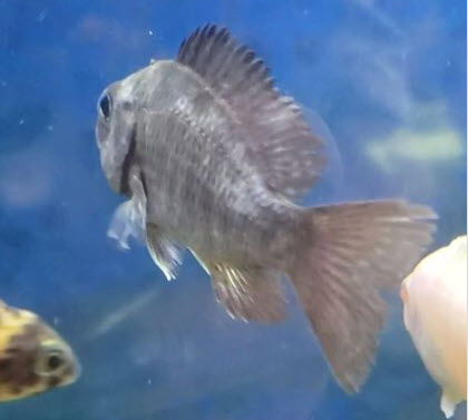 Chilodonella on an aquarium fish