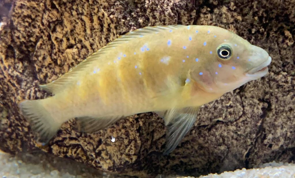 Image of an aquarium fish Eretmodus cyanostictus chaitika