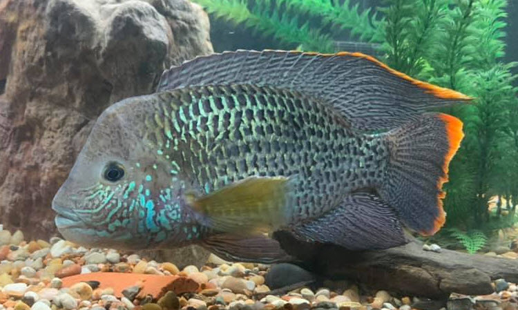 Image of an aquarium fish Gold Saum